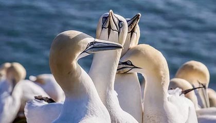 世界杯直播下载-勒韦尔首当第六人大获成功 纳什望他成为篮网马努