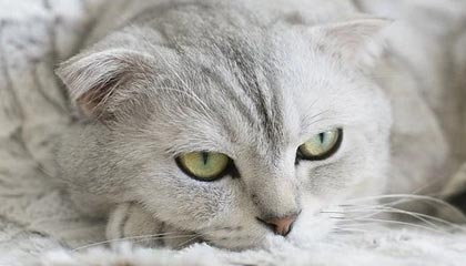 世界杯直播下载-勒韦尔首当第六人大获成功 纳什望他成为篮网马努