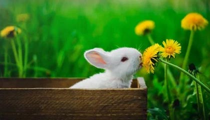 世界杯直播下载-勒韦尔首当第六人大获成功 纳什望他成为篮网马努